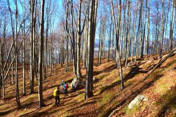 foresta di faggi con persone che camminano lungo un sentirero